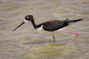 Hawaiian Black necked Stilt   Maui Hawaii 1963